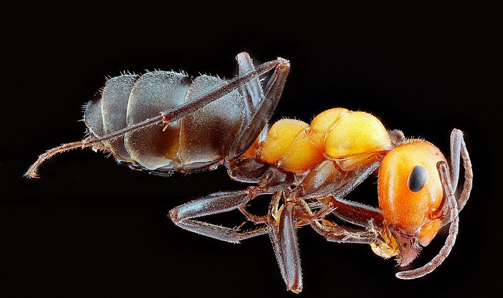 Ant Control service in Miami Gardens, FL