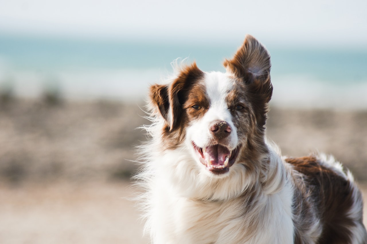 Flea & Tick Control service in Miami Gardens, FL