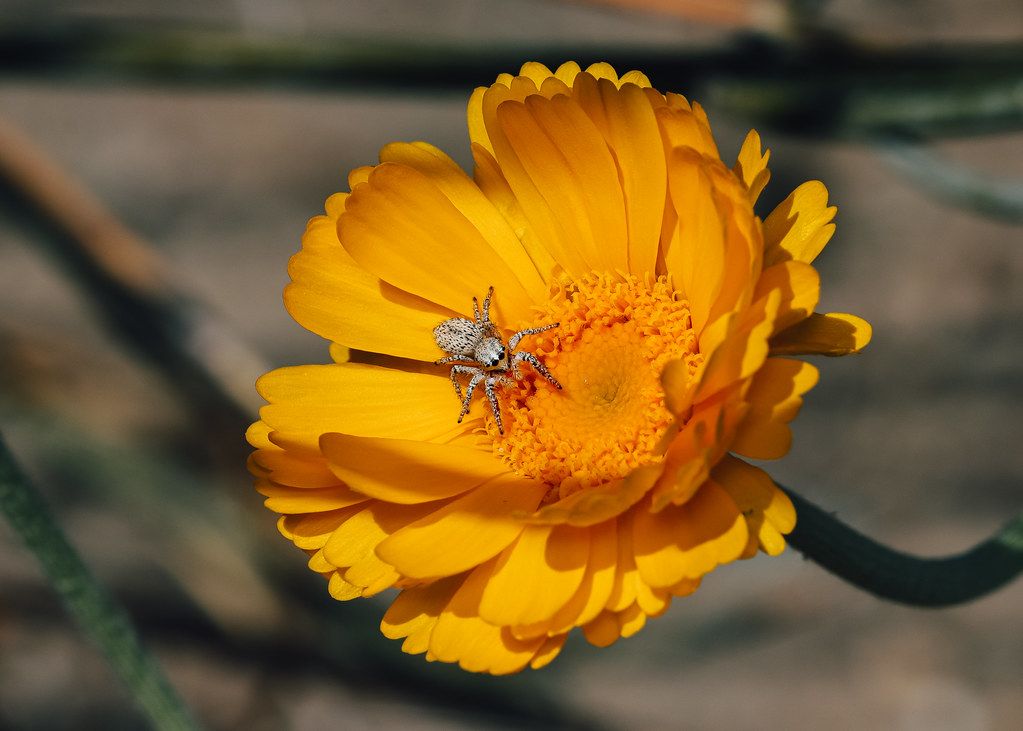 Spider Control service in Miami Gardens, FL